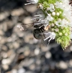 Megachile (Eutricharaea) macularis at Murrumbateman, NSW - 5 Mar 2021