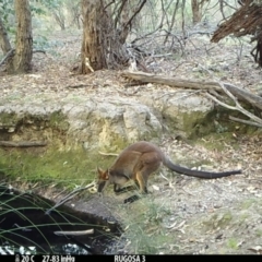 Notamacropus rufogriseus at Yass River, NSW - 3 Mar 2021