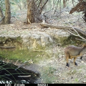 Notamacropus rufogriseus at Yass River, NSW - 3 Mar 2021