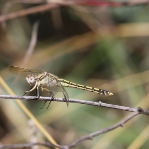 Orthetrum caledonicum at Cook, ACT - 6 Mar 2021 12:03 PM