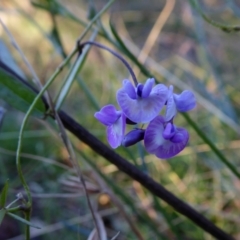 Glycine clandestina (Twining Glycine) at Yass River, NSW - 4 Mar 2021 by SenexRugosus