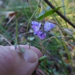 Glycine clandestina at Yass River, NSW - 4 Mar 2021