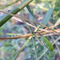 Glycine clandestina at Yass River, NSW - 4 Mar 2021