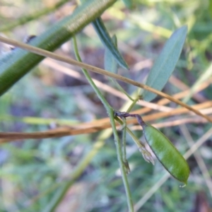 Glycine clandestina at Yass River, NSW - 4 Mar 2021