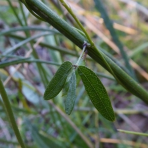 Glycine clandestina at Yass River, NSW - 4 Mar 2021