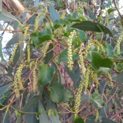 Anredera cordifolia (Madeira Vine ) at Point Hut to Tharwa - 6 Mar 2021 by michaelb