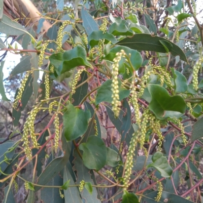 Anredera cordifolia (Madeira Vine) at Paddys River, ACT - 6 Mar 2021 by michaelb