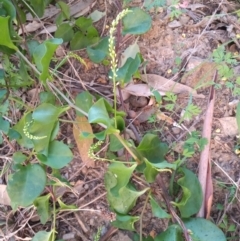 Anredera cordifolia at Paddys River, ACT - 6 Mar 2021