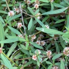 Alternanthera denticulata (Lesser Joyweed) at Murrumbateman, NSW - 5 Mar 2021 by SimoneC