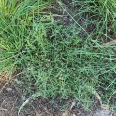 Alternanthera denticulata at Murrumbateman, NSW - 5 Mar 2021