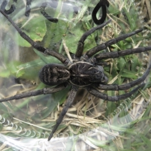 Tasmanicosa sp. (genus) at Wandella, NSW - suppressed