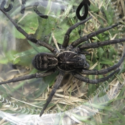 Tasmanicosa sp. (genus) (Tasmanicosa wolf spider) at Wandella, NSW - 24 Feb 2021 by RobParnell