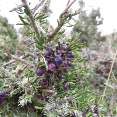 Melicytus angustifolius subsp. divaricatus (Divaricate Tree Violet) at Nimmitabel, NSW - 21 Feb 2021 by RobParnell