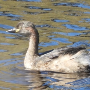 Tachybaptus novaehollandiae at Murrumbateman, NSW - 4 Mar 2021