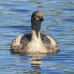 Tachybaptus novaehollandiae at Murrumbateman, NSW - 4 Mar 2021