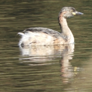 Tachybaptus novaehollandiae at Murrumbateman, NSW - 4 Mar 2021