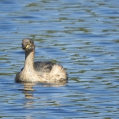 Tachybaptus novaehollandiae at Murrumbateman, NSW - 4 Mar 2021