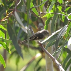 Petroica rosea (Rose Robin) at Bundanoon, NSW - 6 Mar 2021 by Sarah2019