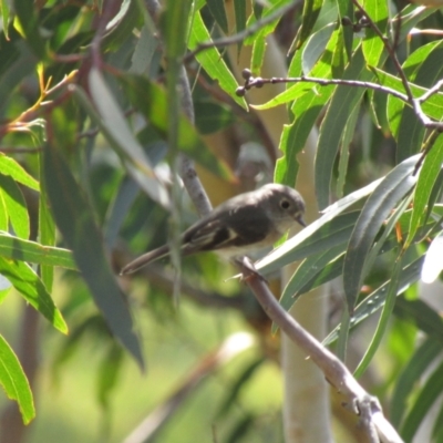 Petroica rosea (Rose Robin) at Wingecarribee Local Government Area - 6 Mar 2021 by Sarah2019