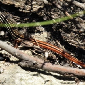 Ctenotus taeniolatus at Morton National Park - 6 Mar 2021 01:42 PM