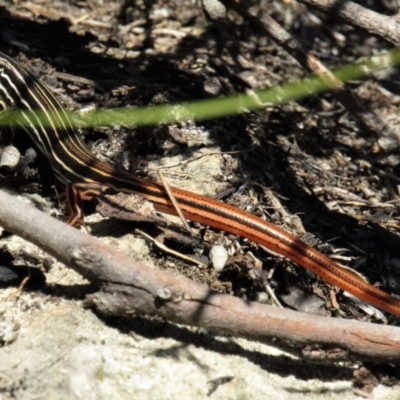 Ctenotus taeniolatus (Copper-tailed Skink) at Bundanoon - 6 Mar 2021 by Sarah2019
