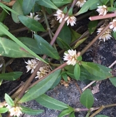 Alternanthera denticulata (Lesser Joyweed) at Carwoola, NSW - 6 Mar 2021 by JaneR