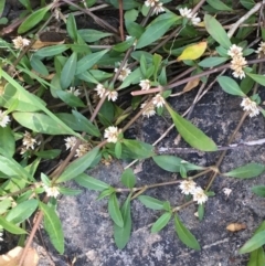 Alternanthera denticulata at Carwoola, NSW - 6 Mar 2021