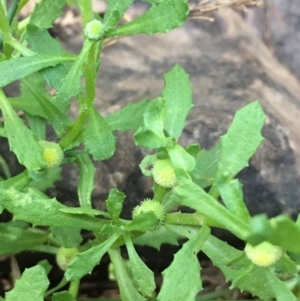 Centipeda cunninghamii at Carwoola, NSW - 6 Mar 2021