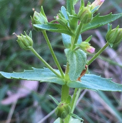 Gratiola pedunculata (Brooklime) at Carwoola, NSW - 6 Mar 2021 by JaneR