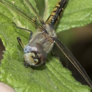 Hemicordulia tau at Higgins, ACT - 3 Mar 2021