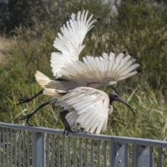 Threskiornis molucca (Australian White Ibis) at Gungahlin, ACT - 4 Mar 2021 by AlisonMilton