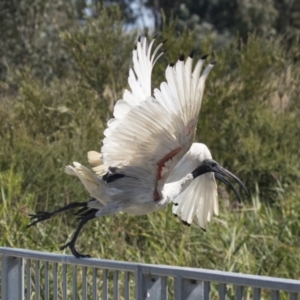 Threskiornis molucca at Gungahlin, ACT - 4 Mar 2021