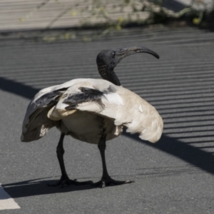 Threskiornis molucca at Gungahlin, ACT - 4 Mar 2021