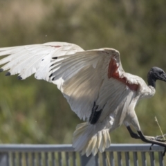 Threskiornis molucca at Gungahlin, ACT - 4 Mar 2021 10:07 AM