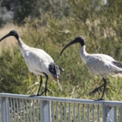 Threskiornis molucca at Gungahlin, ACT - 4 Mar 2021