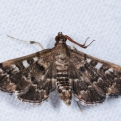 Nacoleia rhoeoalis (A Crambid moth (Spilomelinae) at Melba, ACT - 2 Mar 2021 by kasiaaus