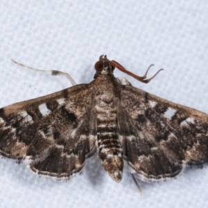 Nacoleia rhoeoalis at Melba, ACT - 2 Mar 2021