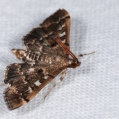 Nacoleia rhoeoalis at Melba, ACT - 2 Mar 2021 11:37 PM