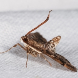 Nacoleia rhoeoalis at Melba, ACT - 2 Mar 2021 11:37 PM