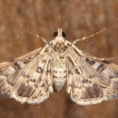 Nacoleia rhoeoalis at Melba, ACT - 2 Mar 2021 11:37 PM