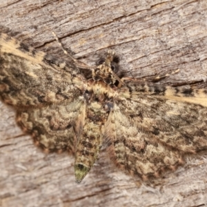 Chloroclystis approximata at Melba, ACT - 2 Mar 2021 11:31 PM