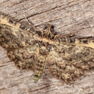 Chloroclystis approximata (Plumed or Cherry Looper) at Melba, ACT - 2 Mar 2021 by kasiaaus