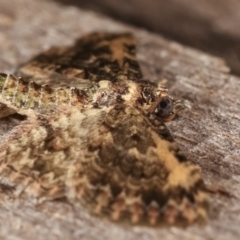 Chloroclystis approximata at Melba, ACT - 2 Mar 2021