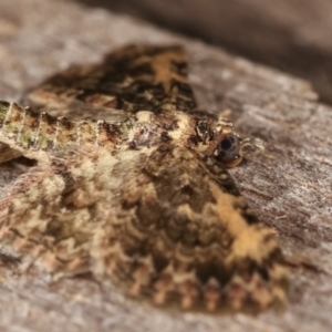 Chloroclystis approximata at Melba, ACT - 2 Mar 2021 11:31 PM