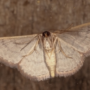 Idaea costaria at Melba, ACT - 2 Mar 2021 11:35 PM