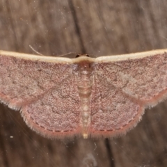 Idaea costaria at Melba, ACT - 2 Mar 2021