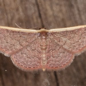 Idaea costaria at Melba, ACT - 2 Mar 2021 11:35 PM