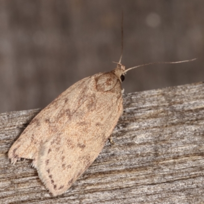 Garrha (genus) (A concealer moth) at Melba, ACT - 2 Mar 2021 by kasiaaus