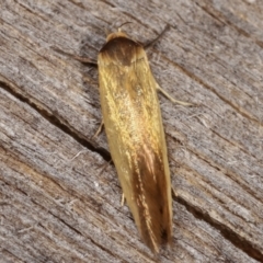 Phauloplana illuta at Melba, ACT - 2 Mar 2021