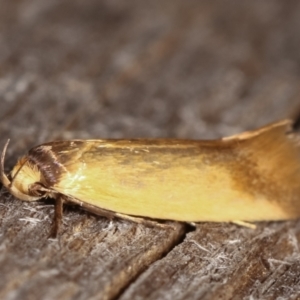 Phauloplana illuta at Melba, ACT - 2 Mar 2021